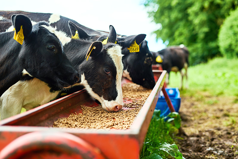 cows-eating-feed Three cow eating feed in a trough.