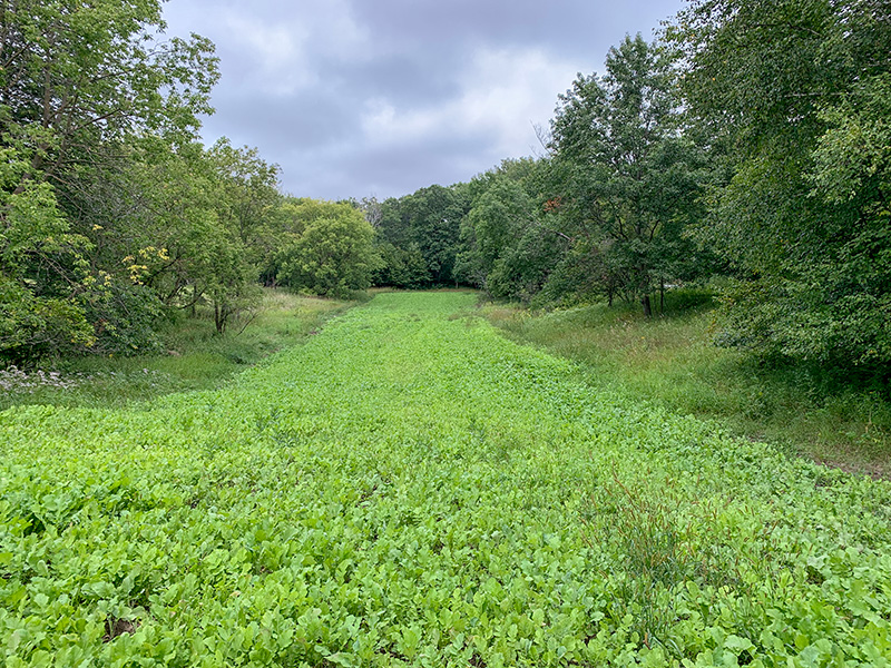 food-plot-row A large feed plot row extending into trees.
