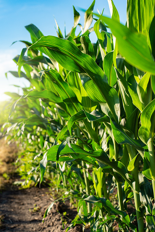 A very green and healthy row of corn.