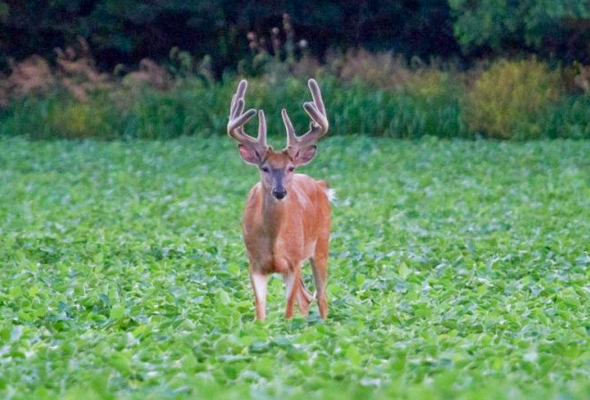 whitetail-buck-food-plot A buck with large felted antlers in a feed plot.