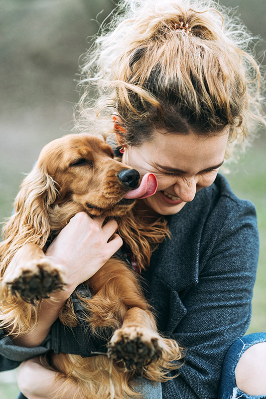 woman-holding-dog A cocker spaniel licking laughing woman's face.