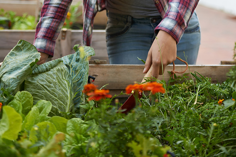 woman-tending-veggetable-garden A woman tending to her raised garden.